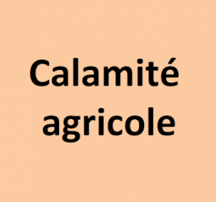 Grêle 2023 - pertes de récoltes d'abricots, pêches et nectarines